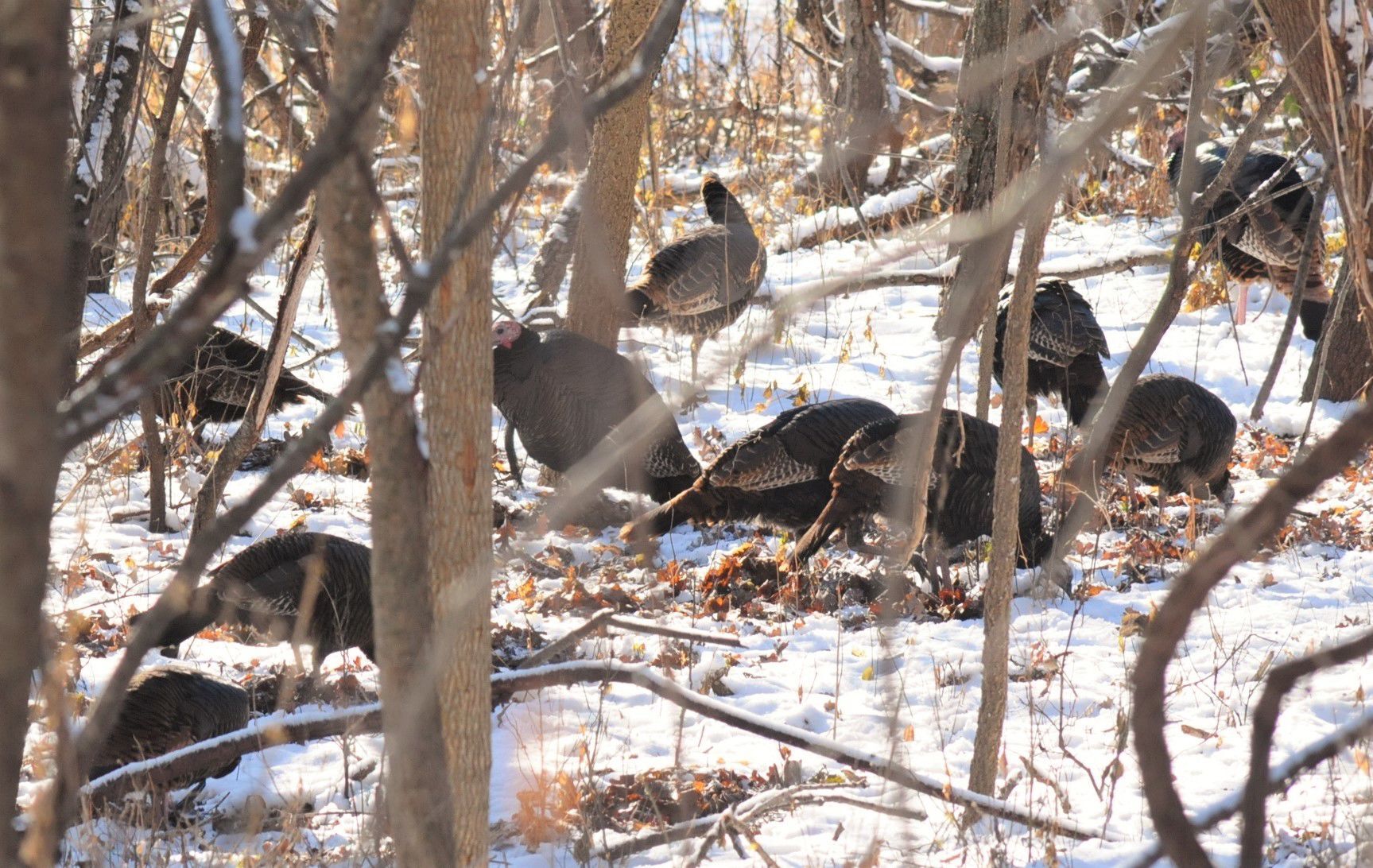 Wintering flock